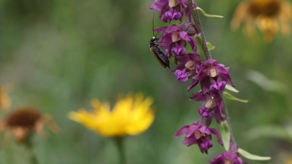 Bild 1 von 5: .