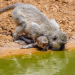 Wasserlöcher - Oasen für Afrikas Fauna