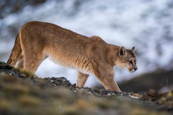 Bild 1 von 2: 
