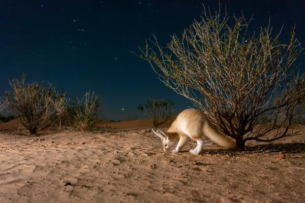 Bild 1 von 15: Der Fennek kann hervorragend hören und seine Beute sogar orten, wenn sie sich im Sand versteckt.