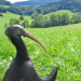 Waldrapp - Ein Vogel im Aufwind