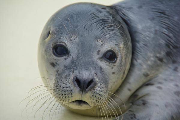 Bild 1 von 2: Heuler Sammy macht Sorgen.