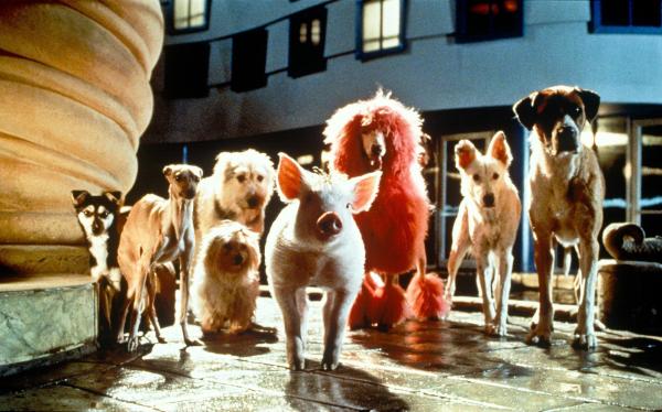 Bild 1 von 14: Schweinchen Babe in der großen Stadt