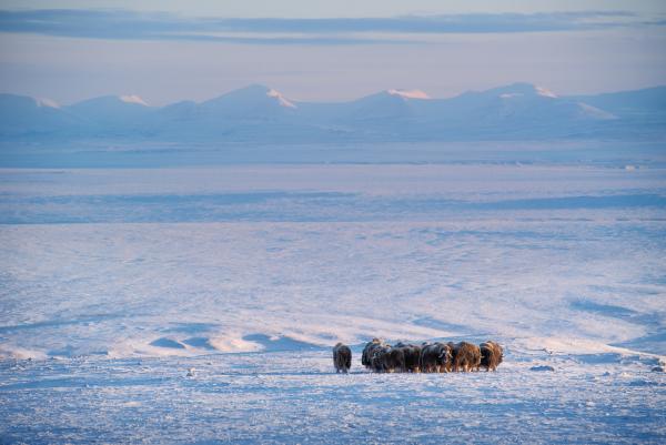 Bild 1 von 4: Moschusochsen sind Kältespezialisten: Die Polarnacht in Ellesmere Island ohne Sonnenlicht dauert mehrere Monate.