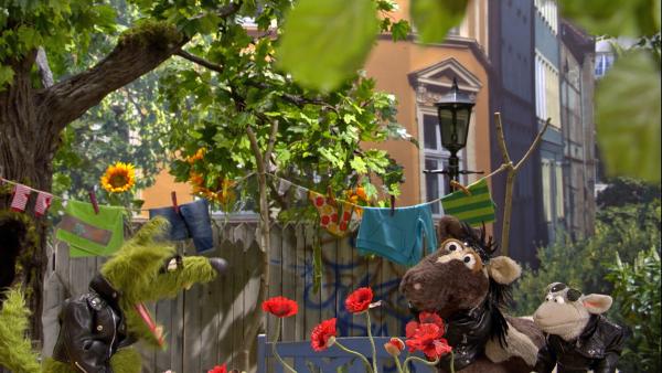 Bild 1 von 6: Wolle und Pferd trainieren mit Wolf, wie sie coll sein können.