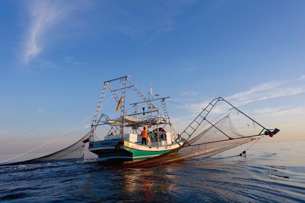Bild 1 von 6: Das Leben der insgesamt 45 Großfamilien, die seit Generationen von den Shrimps leben, ist massiv bedroht.
