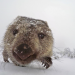 Abenteuer Winter - Tiere im Schnee