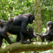 Das verborgene Leben der Bonobos