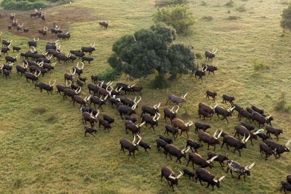 Bild 1 von 2: Das Watussirind ist das vielleicht berühmteste Nutztier Afrikas. Diese durch Kreuzung entstandene Rinderrasse ist mehr als 5.000 Jahre alt.