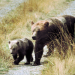 Goldgräber und Grizzlybären