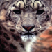 Welt der Tiere