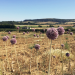 Isle of Wight - Die Insel von Queen Victoria