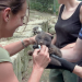 Frau Doktor und die wilden Tiere