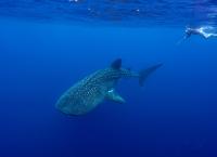 Faszination Wasser: Zauber der Korallenriffe