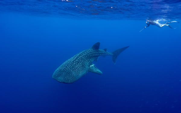 Bild 1 von 15: Walhaie sind die größten Fische der Welt, sie können mehr als zehn Meter lang werden. Im Chagos-Archipel statten Forschende die Tiere mit kleinen Sendern aus, um mehr über ihr Verhalten zu erfahren.