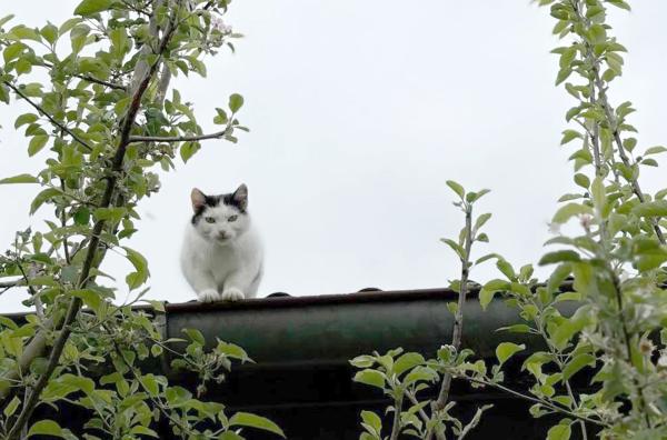 Bild 1 von 3: Streunende Katze auf der Jagd