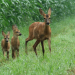 Unser Wild - Reh und Hirsch