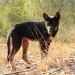 Dingos - Australiens wilde Hunde