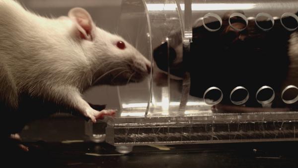 Bild 1 von 4: Neurowissenschaftlerin Peggy Mason führt ein Experiment mit Ratten durch, um herauszufinden, ob Empathie ein Urinstinkt von allen Tieren ist.
