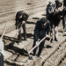 Wendepunkte des Zweiten Weltkriegs - Befreiung von Buchenwald