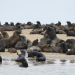Anna und die wilden Tiere