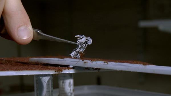 Bild 1 von 15: Insekten können mühelos ein Vielfaches ihres Körpergewichts tragen.