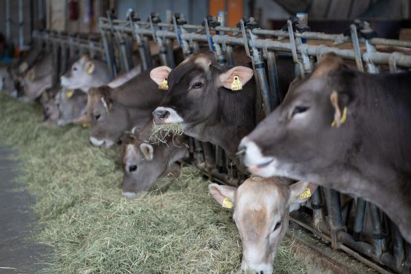 Bild 1 von 22: Braunvieh im Stall auf dem Wölfl-Hof während ServusTV's \