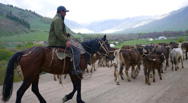 Bild 1 von 6: Nomadisches Leben hat auch die Sowjetzeit überstanden. Nach wie vor treiben viele Kirgisen ihre Tiere im Sommer auf Hochweiden.
