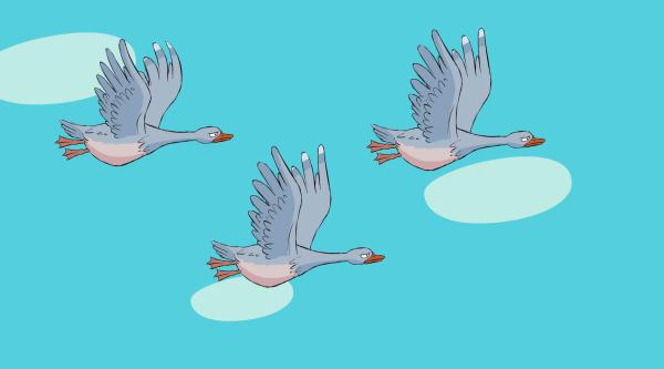 Bild 1 von 3: Eine Schar verzauberter wilder Schwäne zieht über den Himmel.