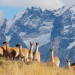 Wildes Patagonien