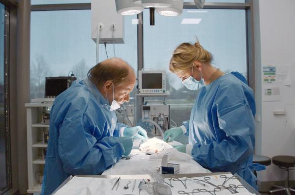 Bild 1 von 5: Taubenarzt Henk de Weerd und seine Tochter Nicole de Weerd operieren gemeinsam eine Taube.