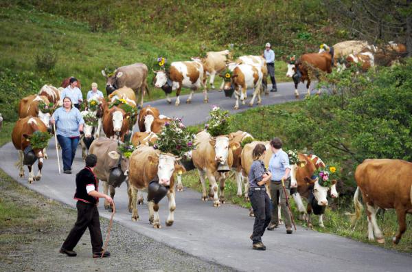 Bild 1 von 6: Der Alpabzug in Habkern