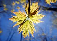Unser grüner Planet