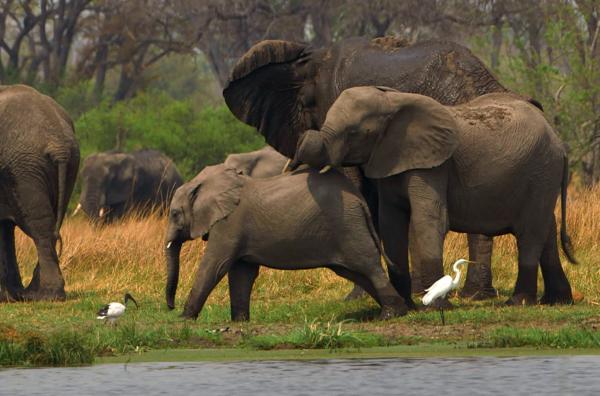 Bild 1 von 3: Elefanten im Okavangodelta: Botsuana ist Lebensraum für zahlreiche Wildtiere.