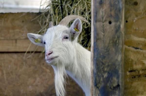 Bild 1 von 3: Können Tiere wie diese Ziege uns mitteilen, was sie fühlen?