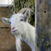 Die Sprache der Tiere