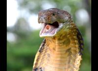 Toxische Tierwelt