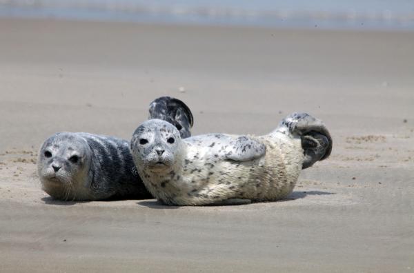 Bild 1 von 3: Jedes Jahr im Frühsommer werden auf den Sandbänken und an den Stränden der Nordsee Tausende Seehundbabys geboren.