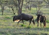Rift Valley - Der große Graben