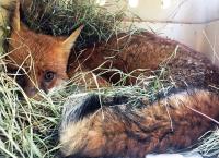 Pia und die wilden Tiere