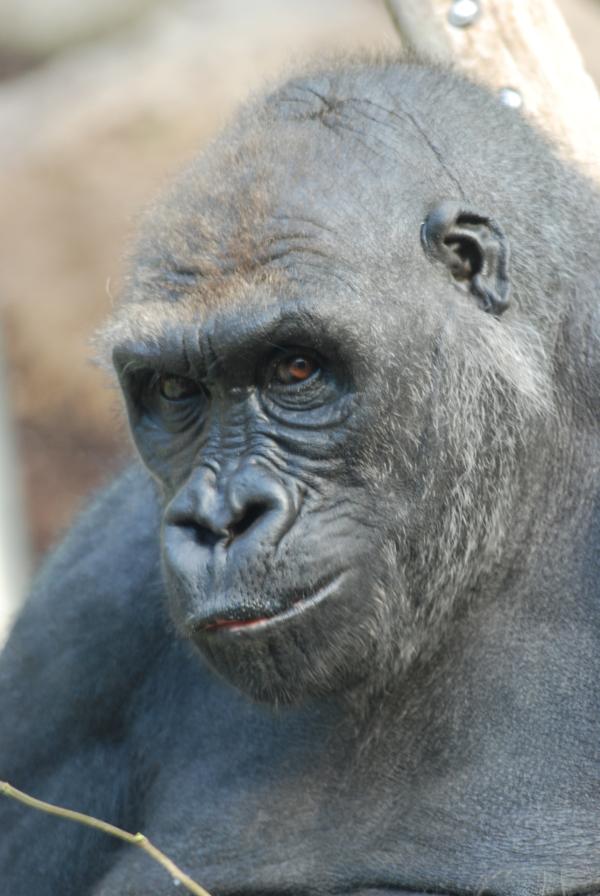 Bild 1 von 14: Die Gorillas haben Ärger.