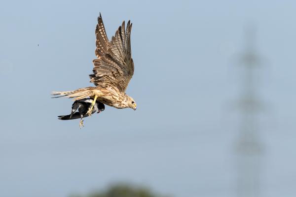 Bild 1 von 8: Sakerfalke.