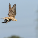 Die Magie der Vögel - Was Birdwatcher begeistert