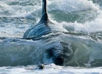 Unter dem Meer