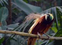 Die Sprache der Tiere