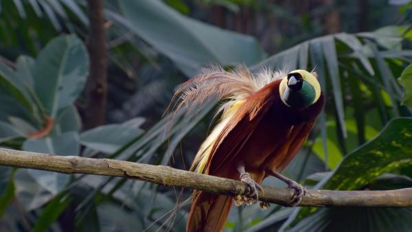 Bild 1 von 4: Ein großer Paradiesvogel sitzt auf einem Ast.