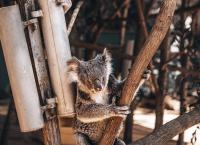 Wildlife Diaries Australien