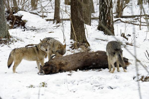 Bild 1 von 27: Im Bild: Wölfe am Kadaver eines Bisonkalbes.