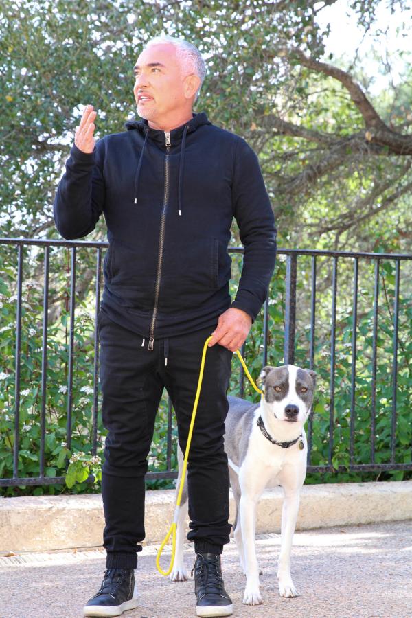 Bild 1 von 8: Cesar Millan