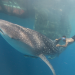 Welt der Tiere